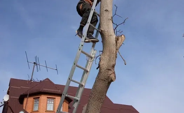 Зрізання дерев > Спил деревьев > Безкоштовний виїзд > Обрізка дерев Зрізання дерев > Спил деревьев > Безкоштовний виїзд > Обрізка дерев