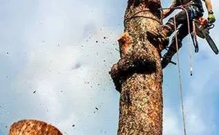 Зрізання дерев без використаня автовишки. Також є дробилка.