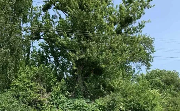 Вирізка-Зачистка Ділянок: Комплексна Підготовка Території до Будівництва. Професійно!