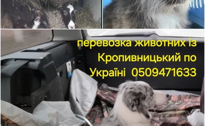 Перевезення тварин по Україні на комфортному авто! Перевезення тварин по Україні на комфортному авто!