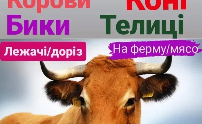 Срочно Приймаємо Велику Рогату Худобу. Купівля в Будь-якій Кількісті. Найвигідніші Умови! Срочно Приймаємо Велику Рогату Худобу. Купівля в Будь-якій Кількісті. Найвигідніші Умови!