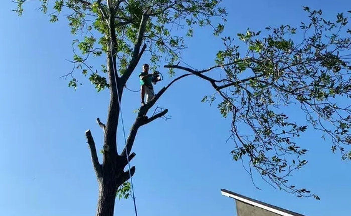 Спил деревьев. Расчистка участка . Демонтаж зданий Спил деревьев. Расчистка участка . Демонтаж зданий