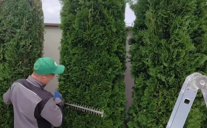 Садівник, Газон, обрізка топіар, ниваки, стрижка туй, ялівець