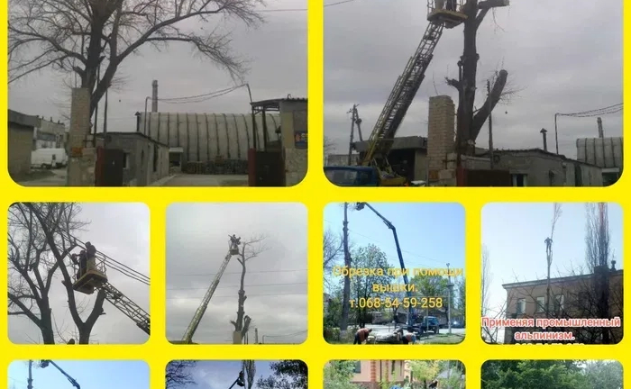 Обрізаємо та спилюємо дерева Обрізаємо та спилюємо дерева