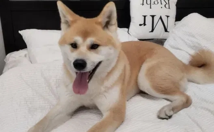 Готель для собак різних порід ,індивідуальний підхід та увага Готель для собак різних порід ,індивідуальний підхід та увага