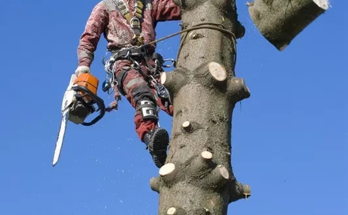 Професійне спилювання аварійних дерев. Якість гарантуємо! Професійне спилювання аварійних дерев. Якість гарантуємо!