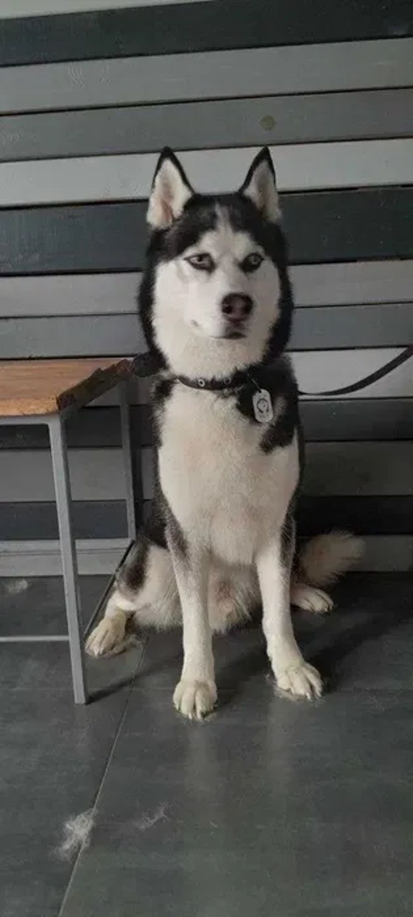 Стрижка (груминг) собак и кошек Новые Дома