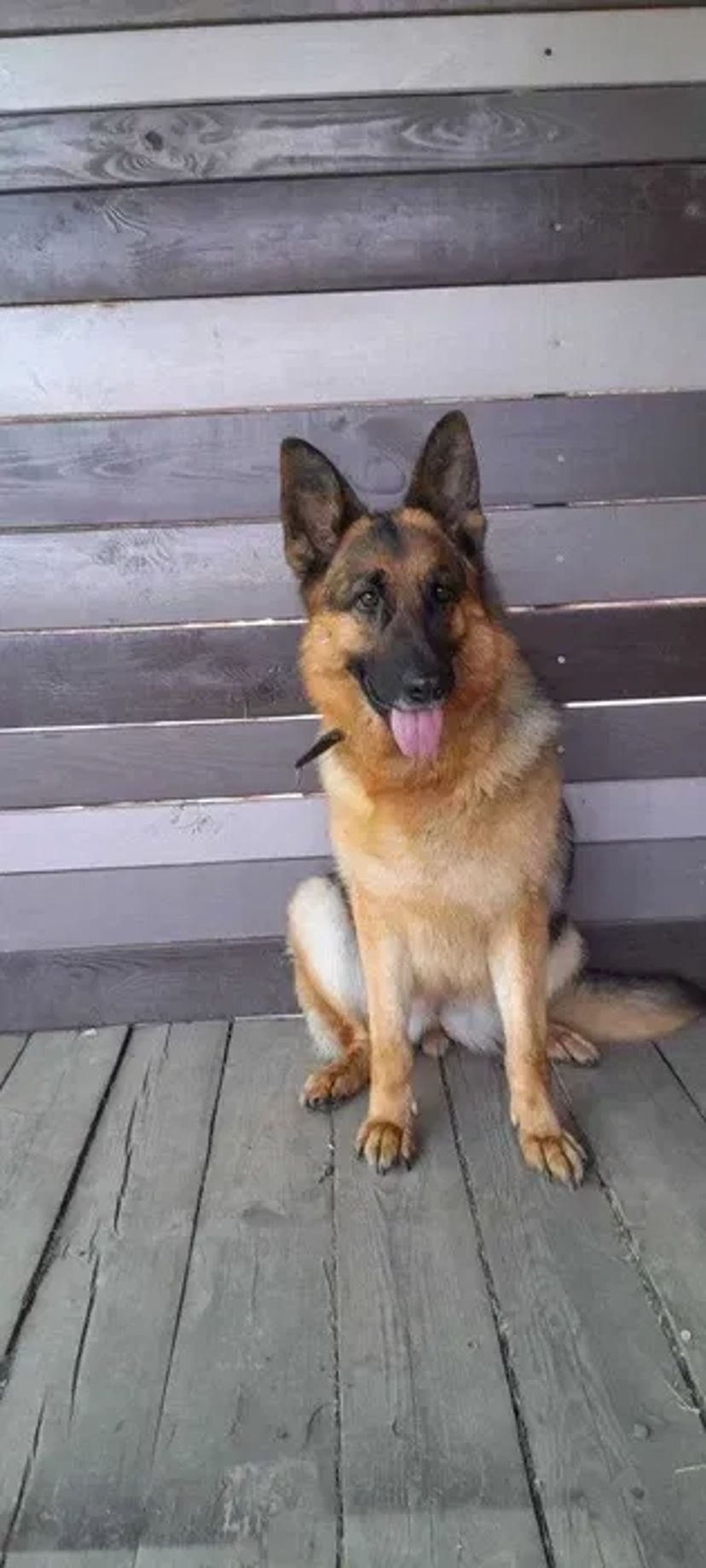 Стрижка (груминг) собак и кошек Новые Дома