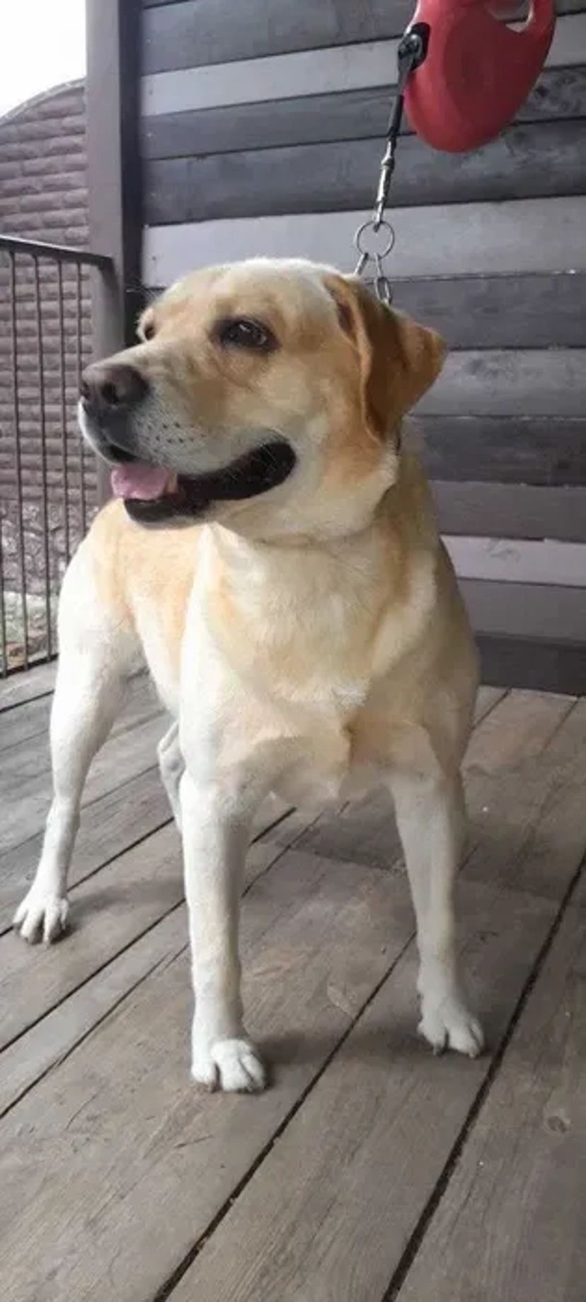 Стрижка (груминг) собак и кошек Новые Дома