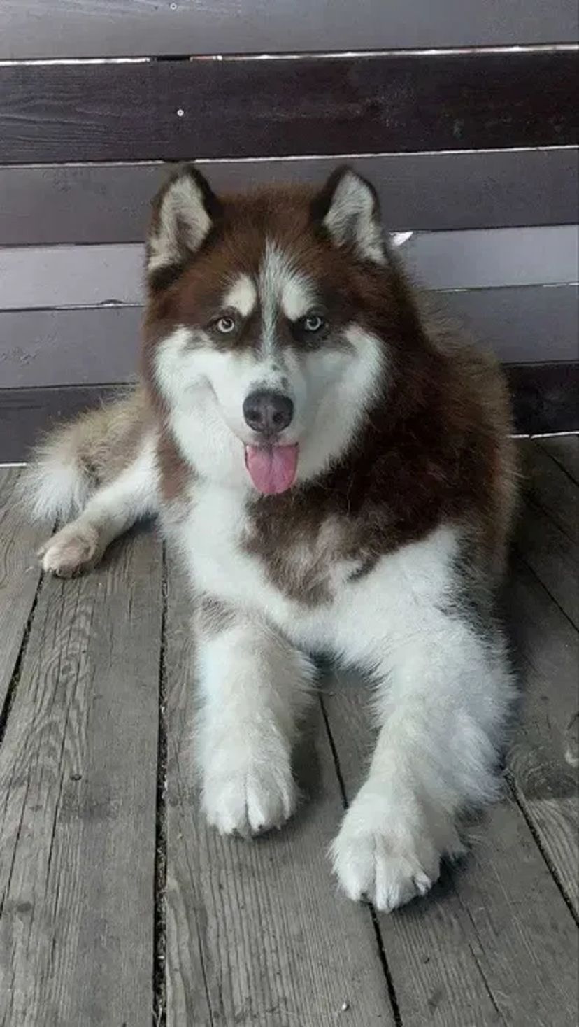 Стрижка (груминг) собак и кошек Новые Дома