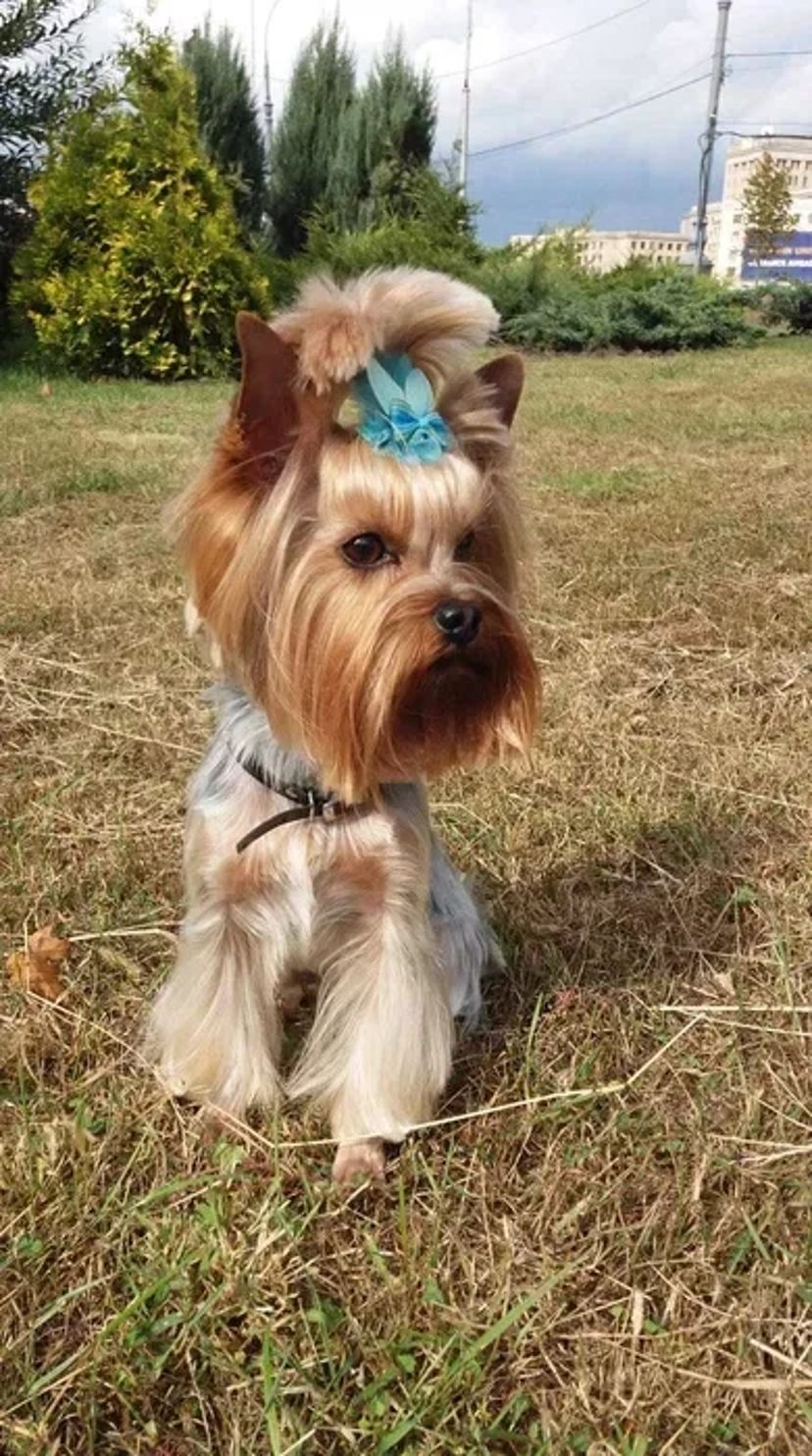 Стрижка (груминг) собак и кошек Новые Дома