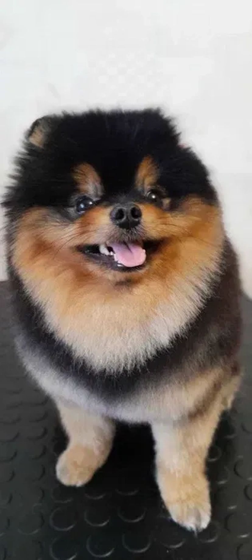 Стрижка (груминг) собак и кошек Новые Дома