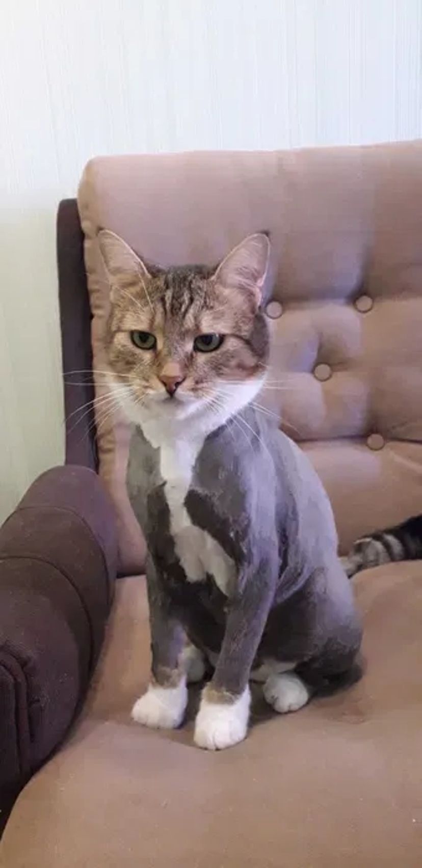 Стрижка (груминг) собак и кошек Новые Дома