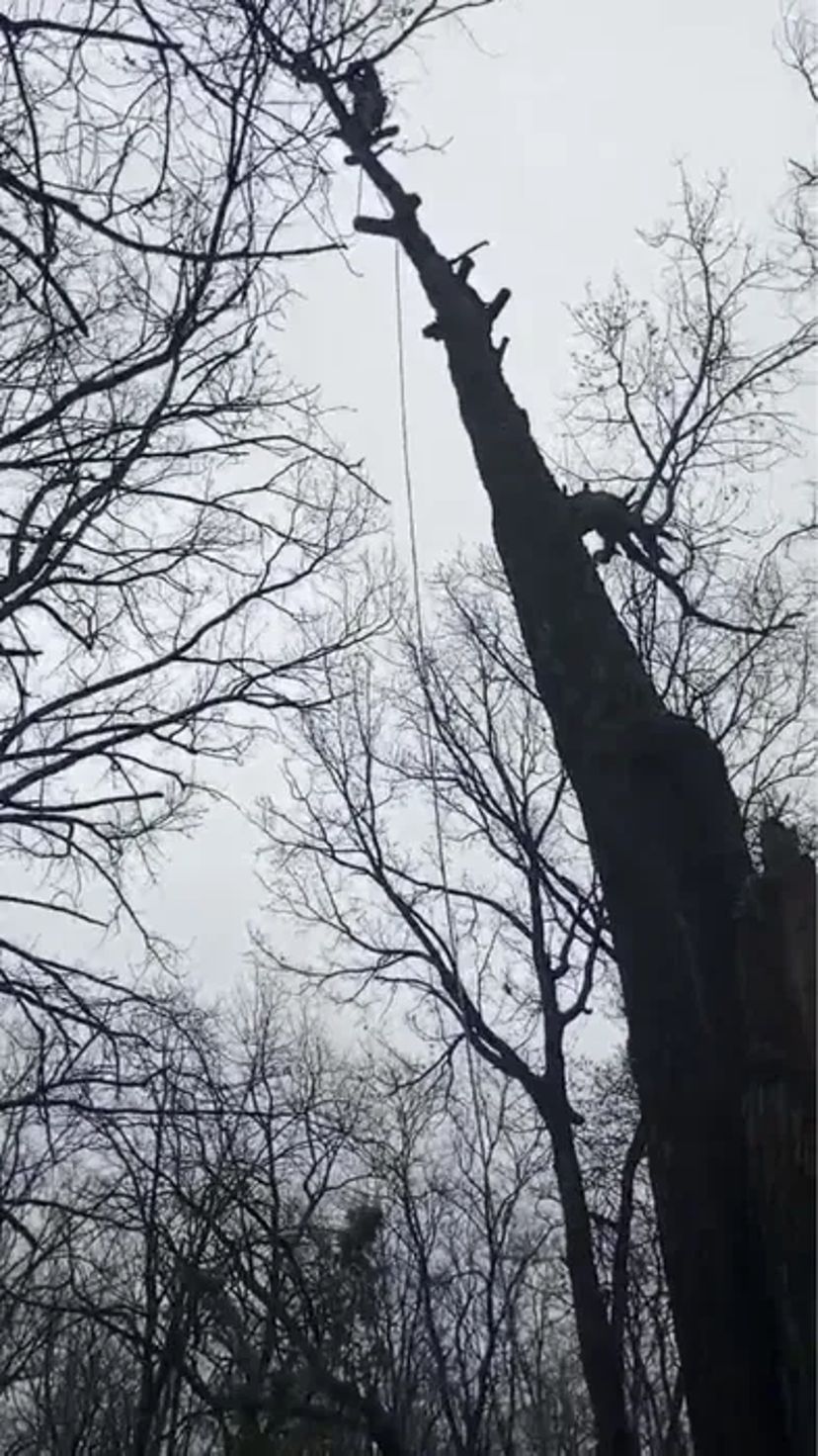 Спилювання Дерев Будь-якої Складності | Послуги Арбористів