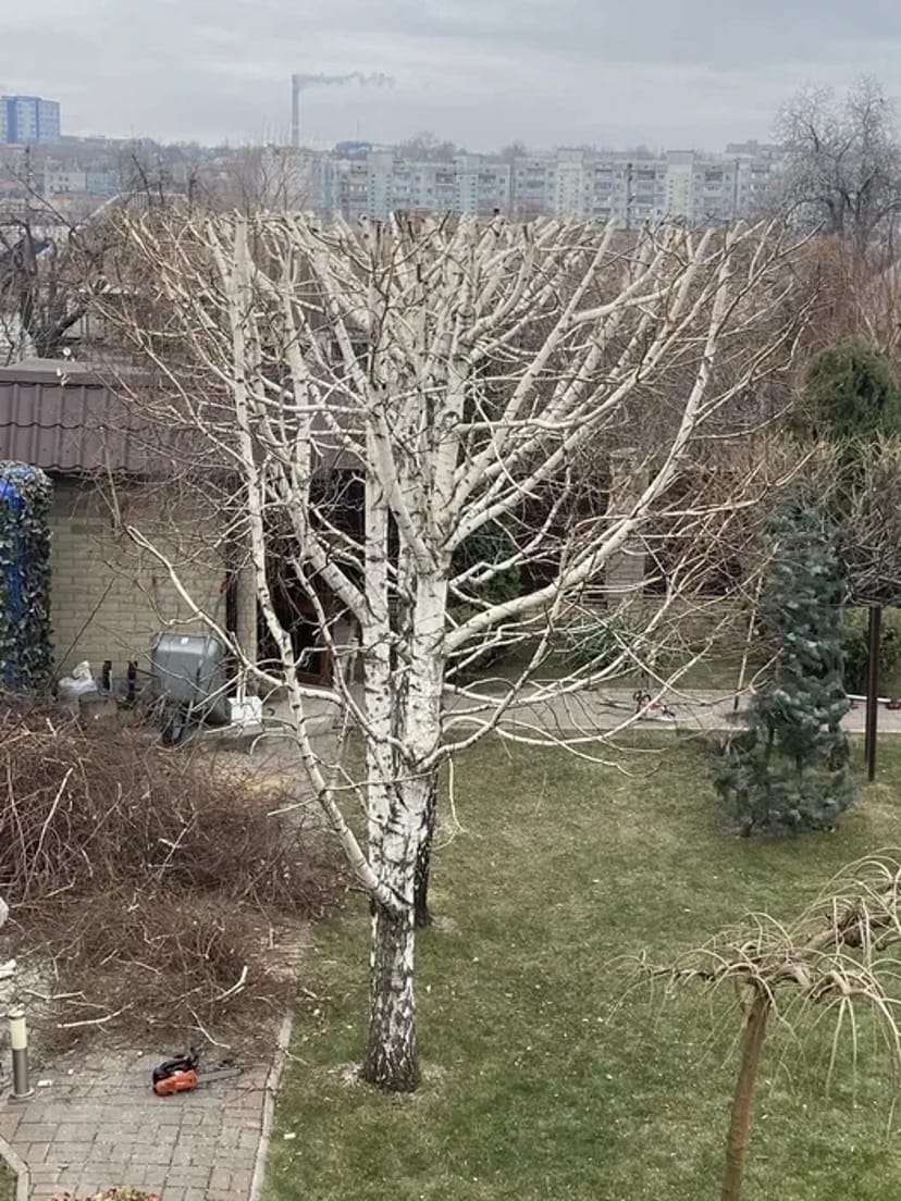 Спилювання Дерев Будь-якої Складності | Послуги Арбористів