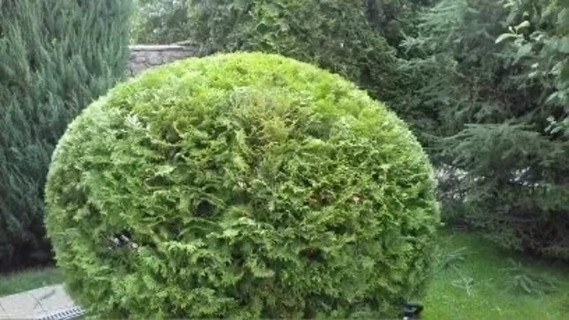 Спилювання Дерев Будь-якої Складності | Послуги Арбористів