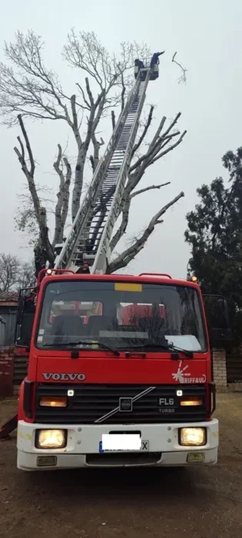 Спил и Обрезка деревьев. Обрезка веток.