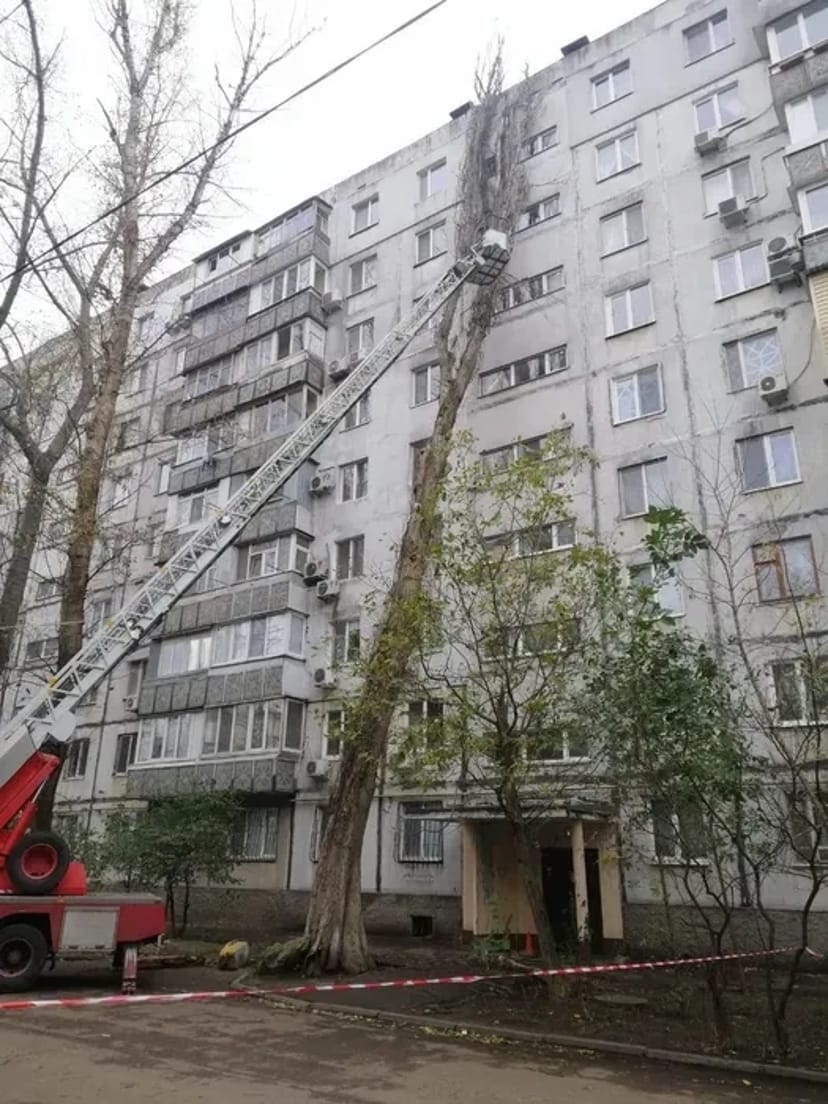 Спил и Обрезка деревьев. Обрезка веток.