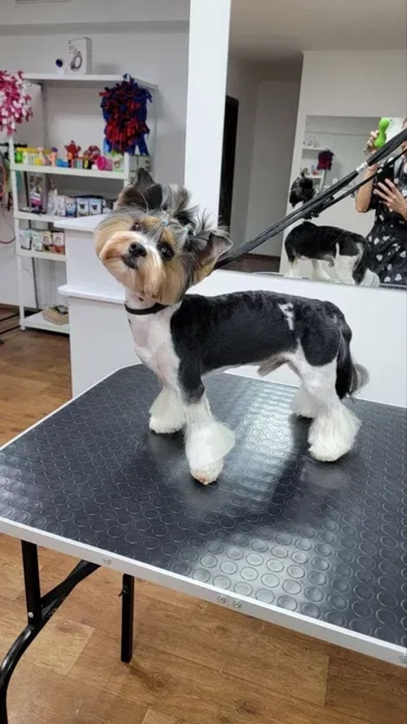 Пропоную професійний догляд за Вашими улюбленцями. Грумер. Стрижка собак і котів