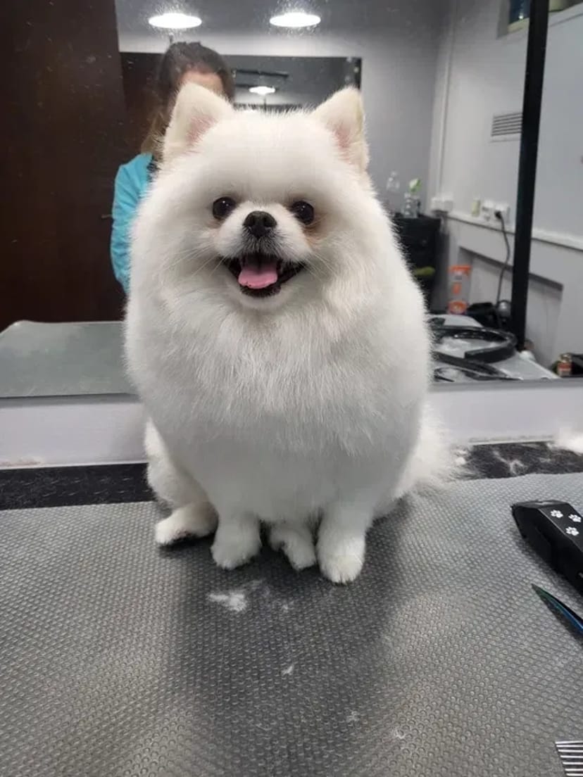 Пропоную професійний догляд за Вашими улюбленцями. Грумер. Стрижка собак і котів