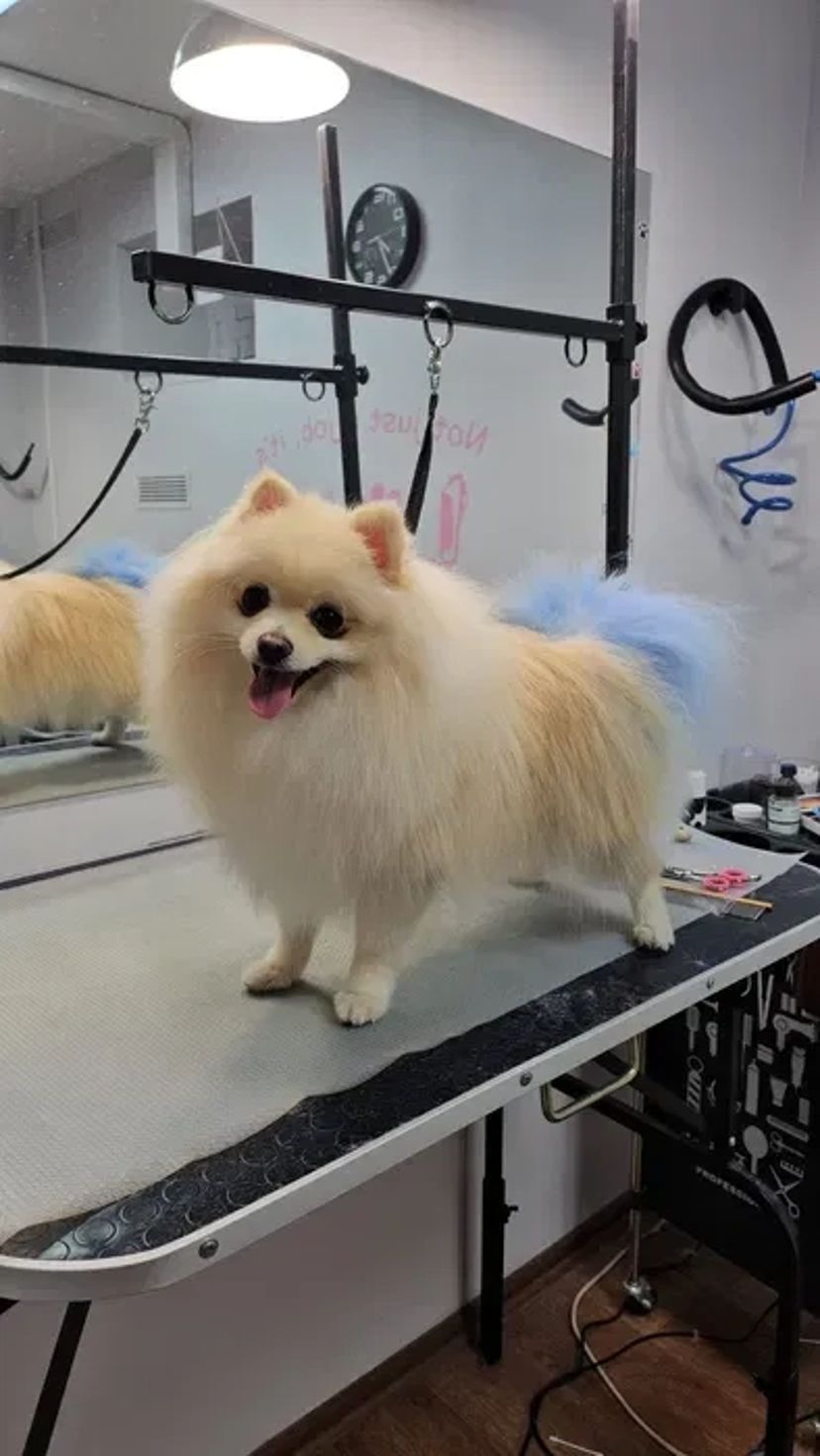 Пропоную професійний догляд за Вашими улюбленцями. Грумер. Стрижка собак і котів