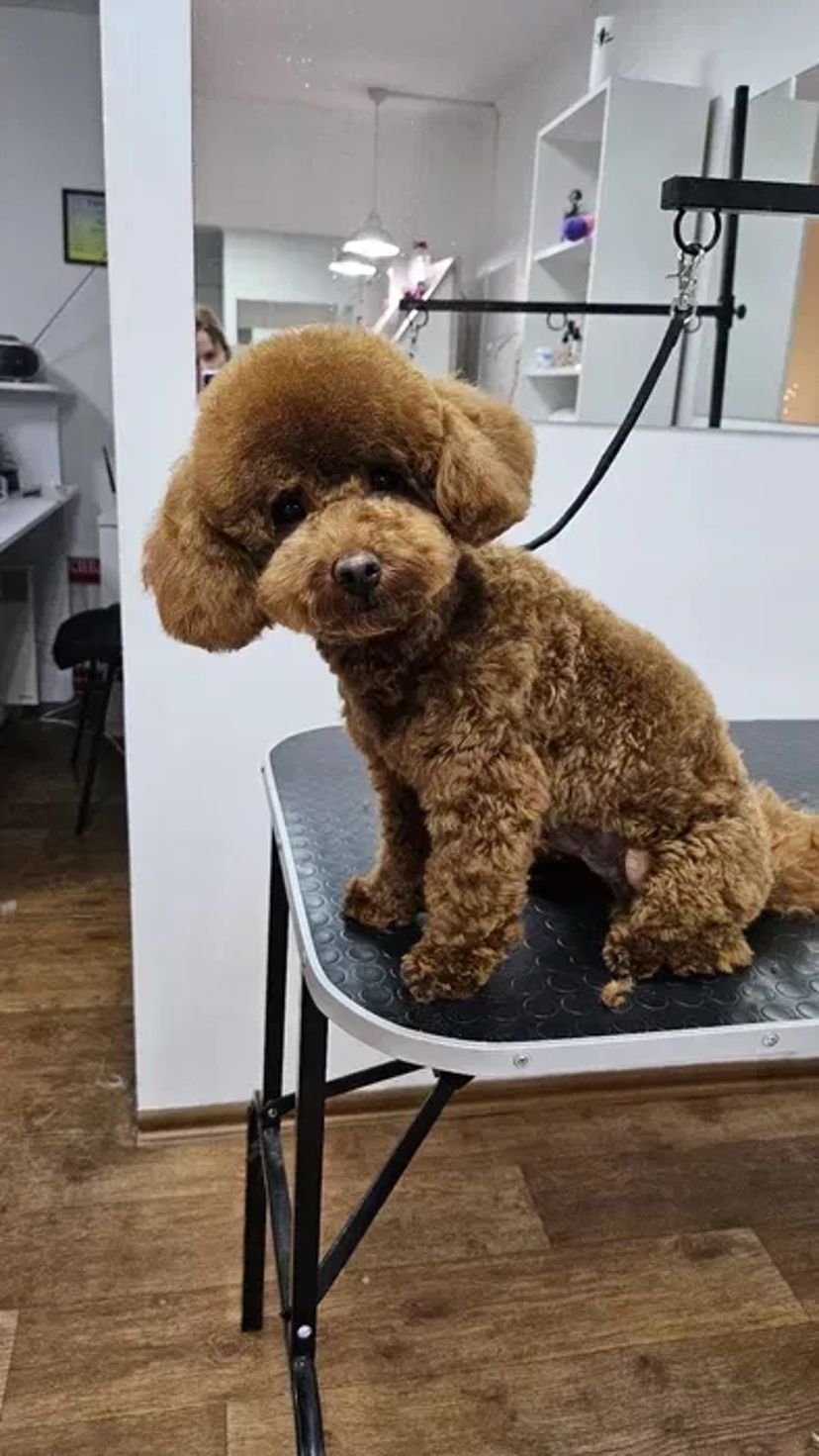 Пропоную професійний догляд за Вашими улюбленцями. Грумер. Стрижка собак і котів