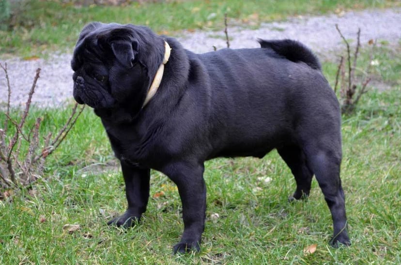 Мопс кобель в'язка, документи UCI