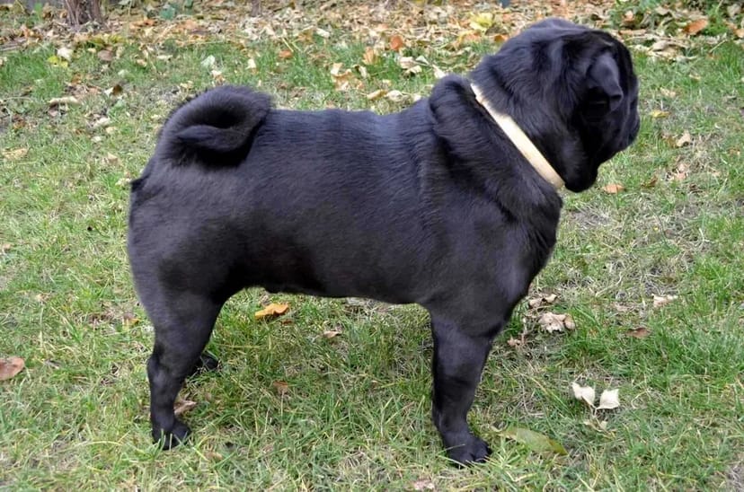 Мопс кобель в'язка, документи UCI