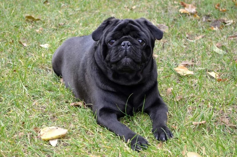 Мопс кобель в'язка, документи UCI