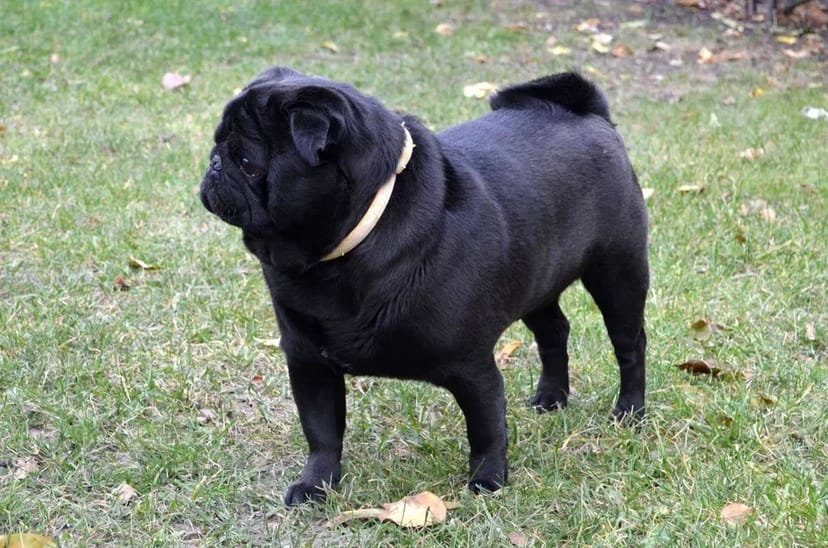 Мопс кобель в'язка, документи UCI