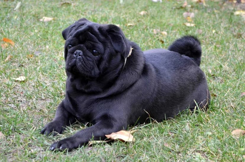 Мопс кобель в'язка, документи UCI