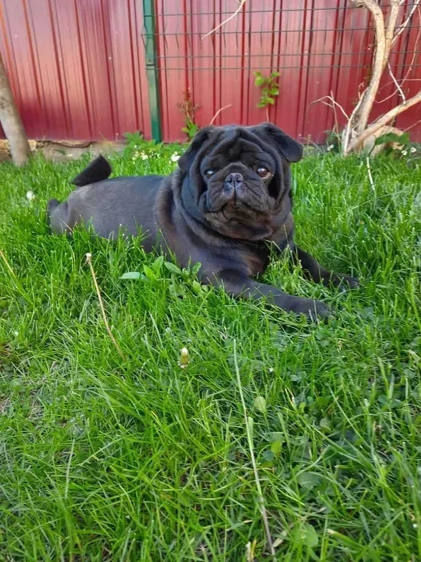 Мопс кобель в'язка, документи UCI