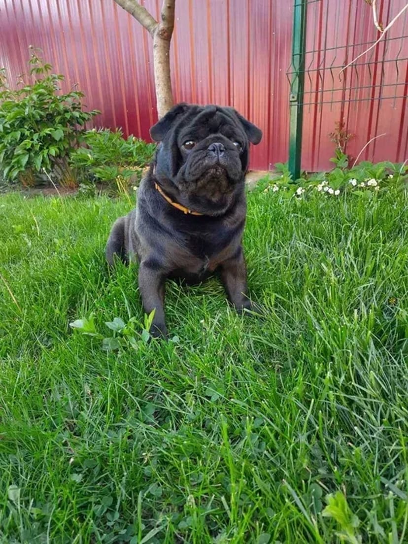 Мопс кобель в'язка, документи UCI