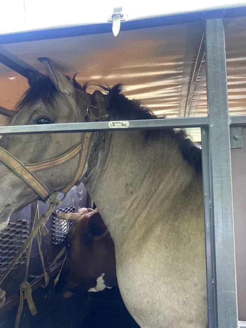 Послуги скотовоза