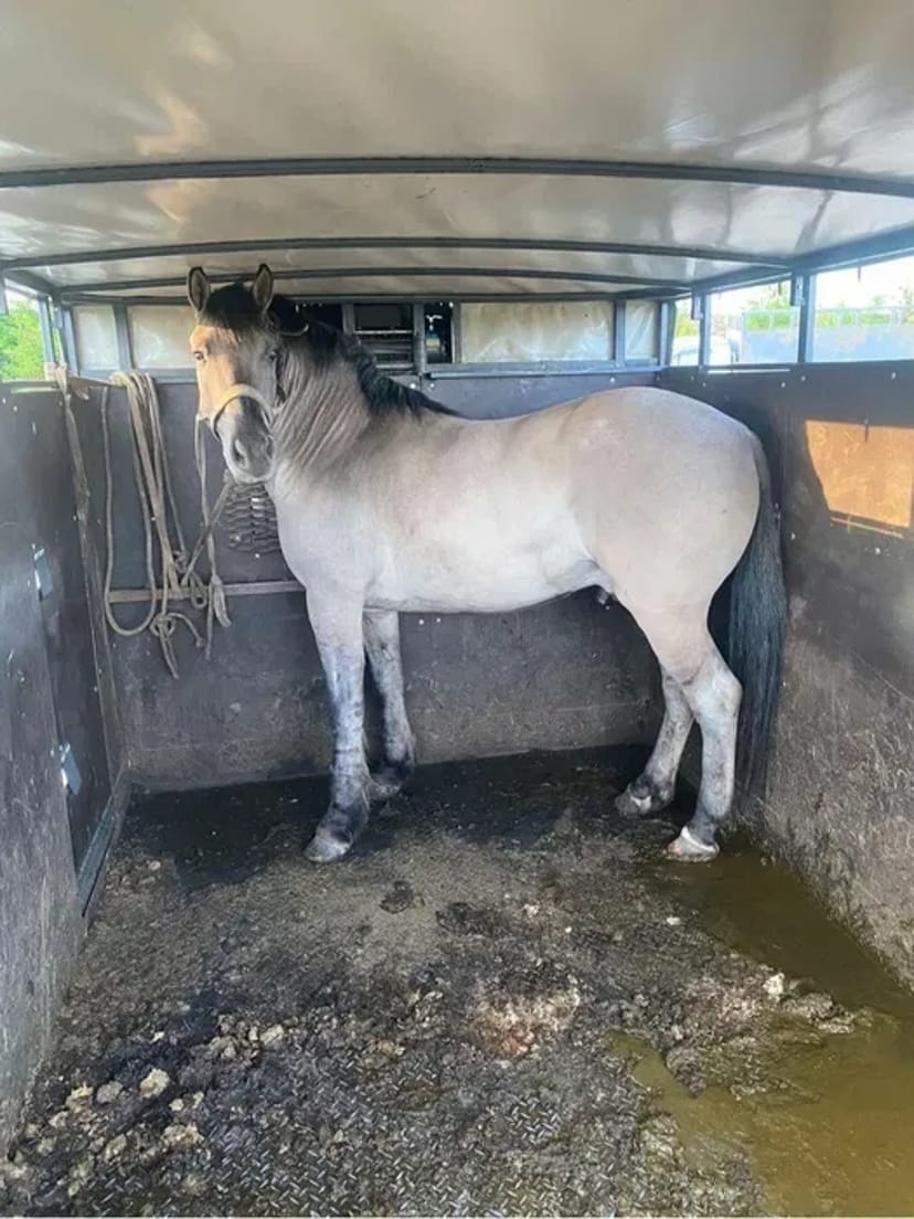 Послуги скотовоза