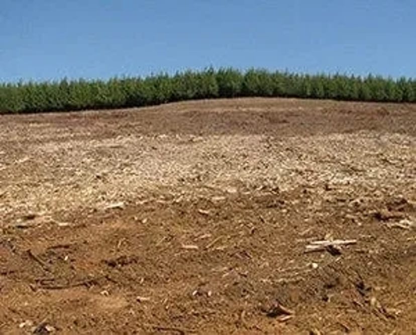 Корчування, Розліснення, Мульчування, Рекультивація