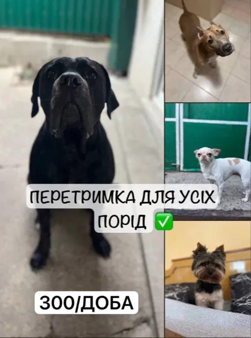 Перетримка Передержка для собак