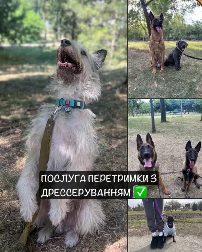 Перетримка Передержка для собак