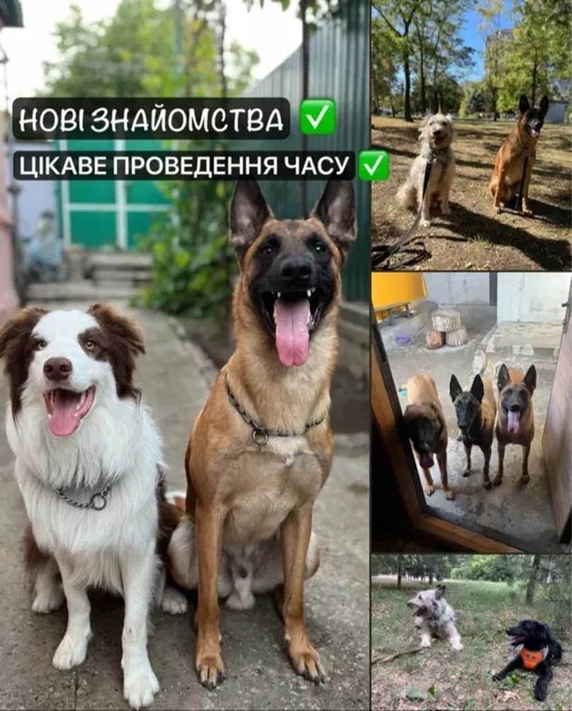 Перетримка Передержка для собак