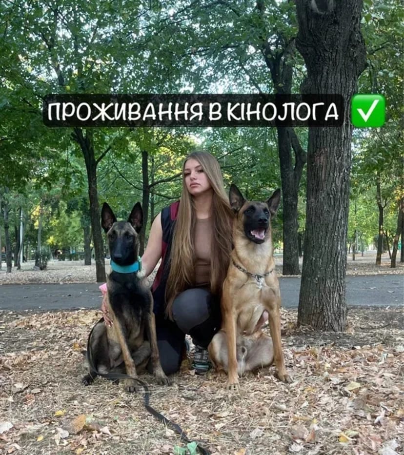 Перетримка Передержка для собак