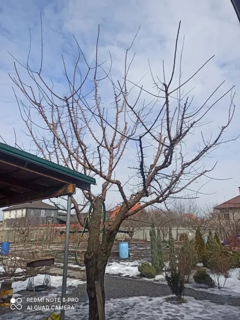 Обрізка саду/ Дроблення гілок/Дробарка Arpal