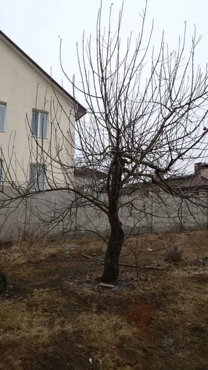 Обрізка саду/ Дроблення гілок/Дробарка Arpal