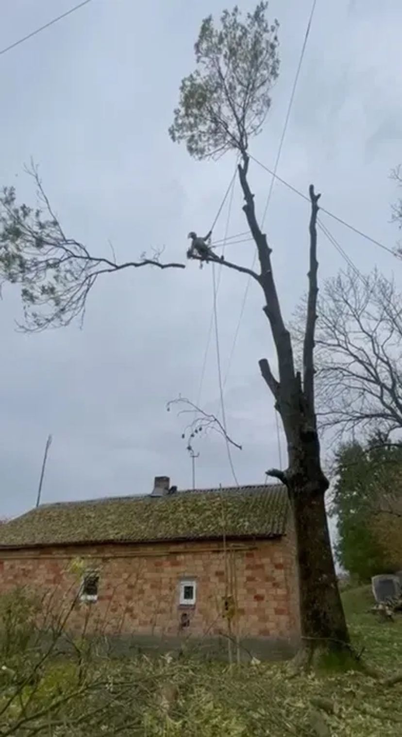 Зрізка дерев, обрізання