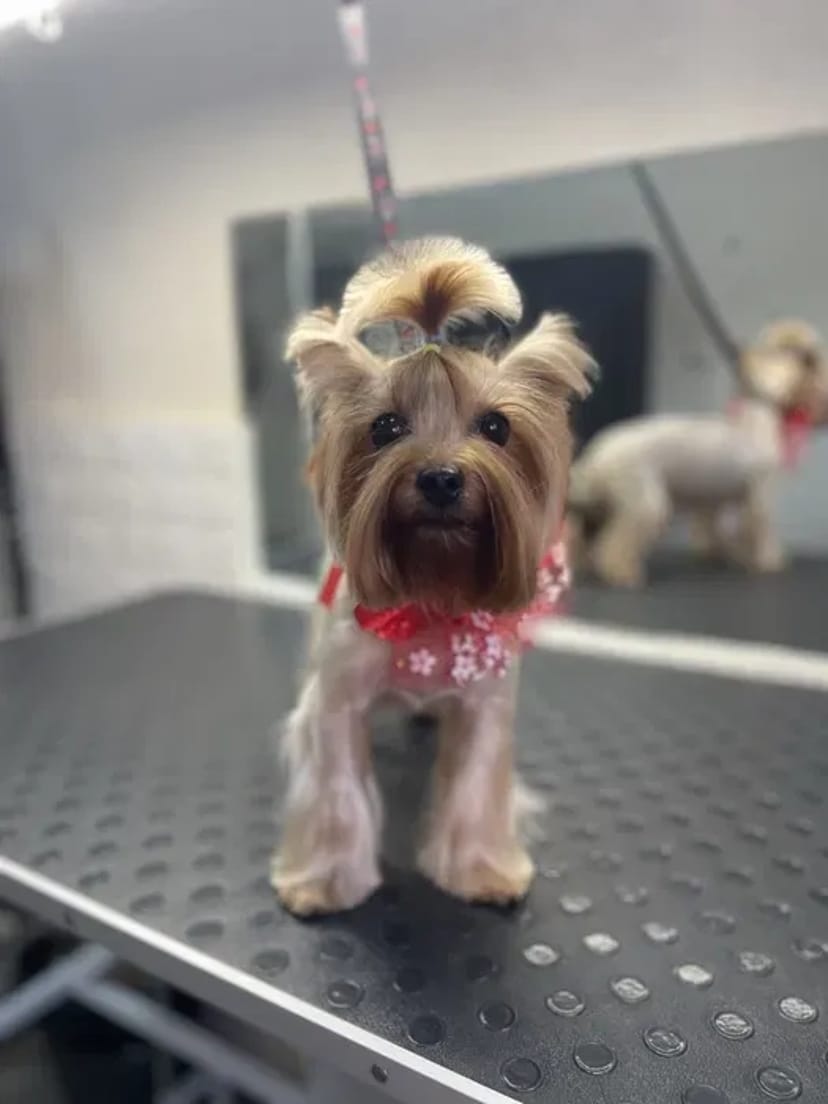 Стрижка собак та котів,грумінг