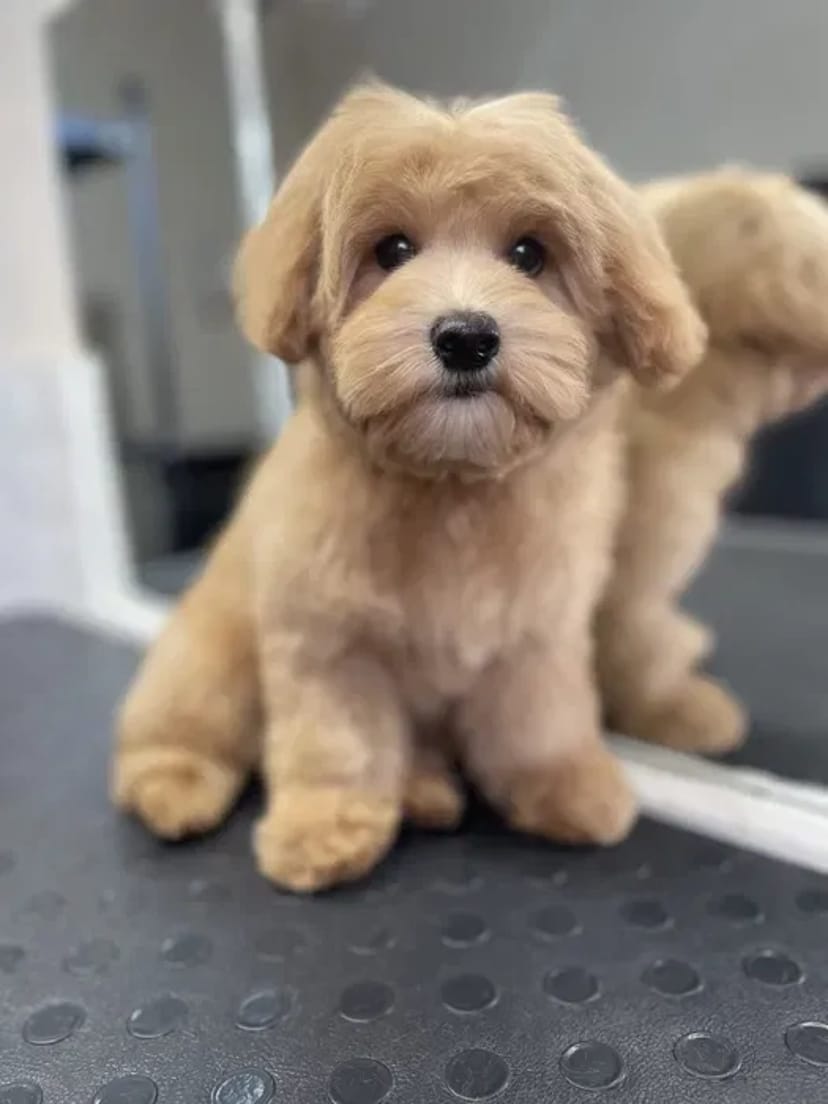 Стрижка собак та котів,грумінг