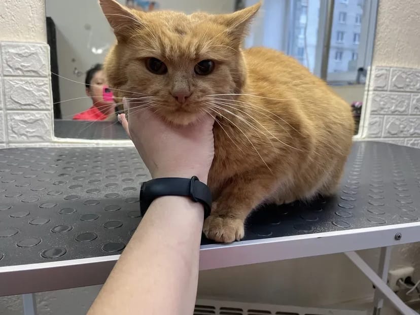 Стрижка собак та котів,грумінг