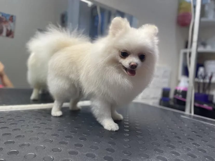 Стрижка собак та котів,грумінг