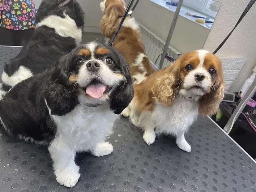 Стрижка собак та котів,грумінг