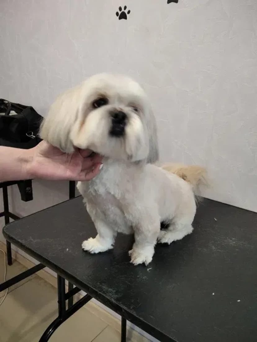 Стрижка собак. Тримминг. Груминг.