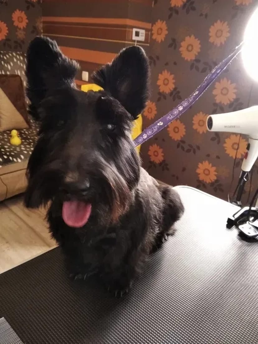 Стрижка собак. Тримминг. Груминг.